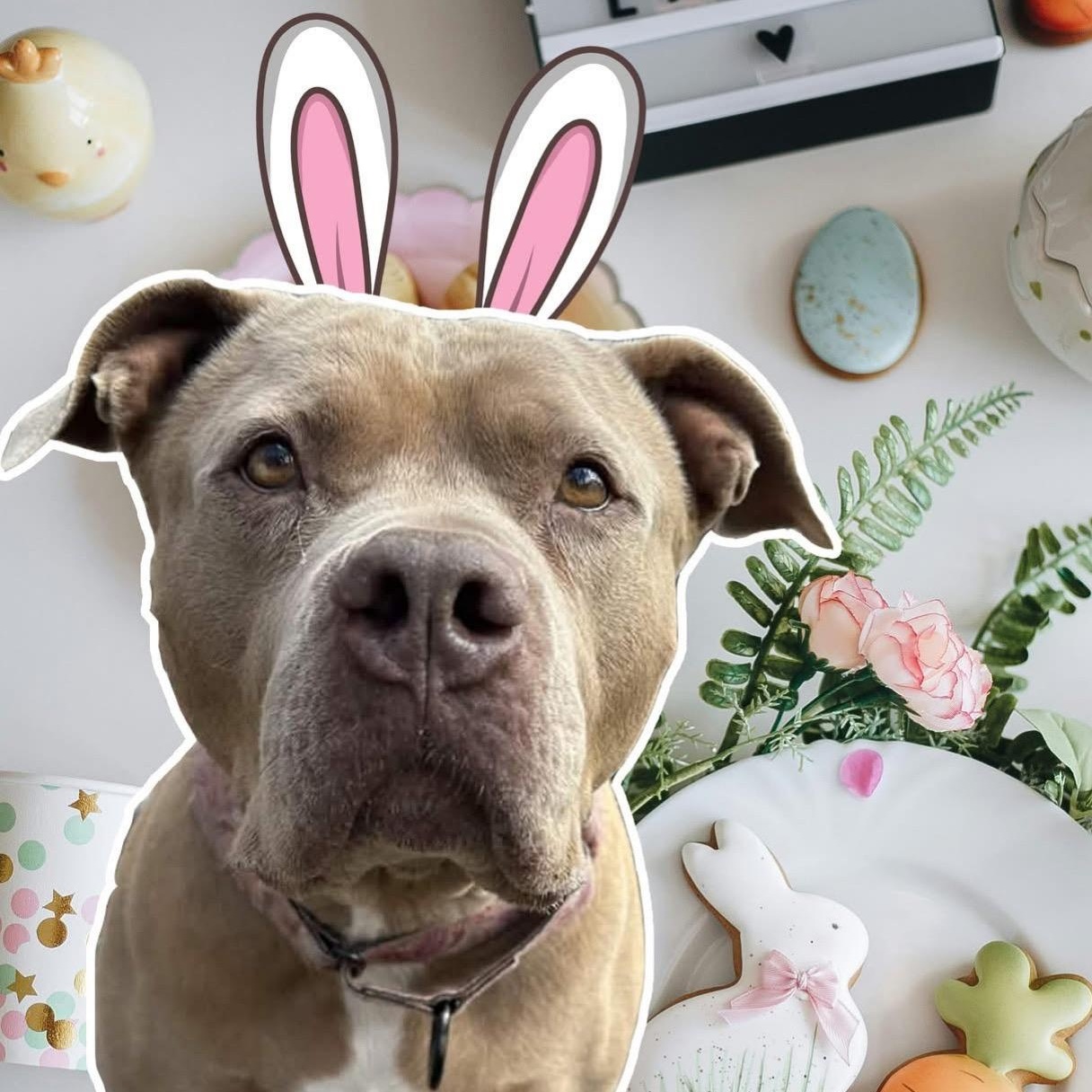 Cinnamon Roll, Adoptable, Young Female American Bully.