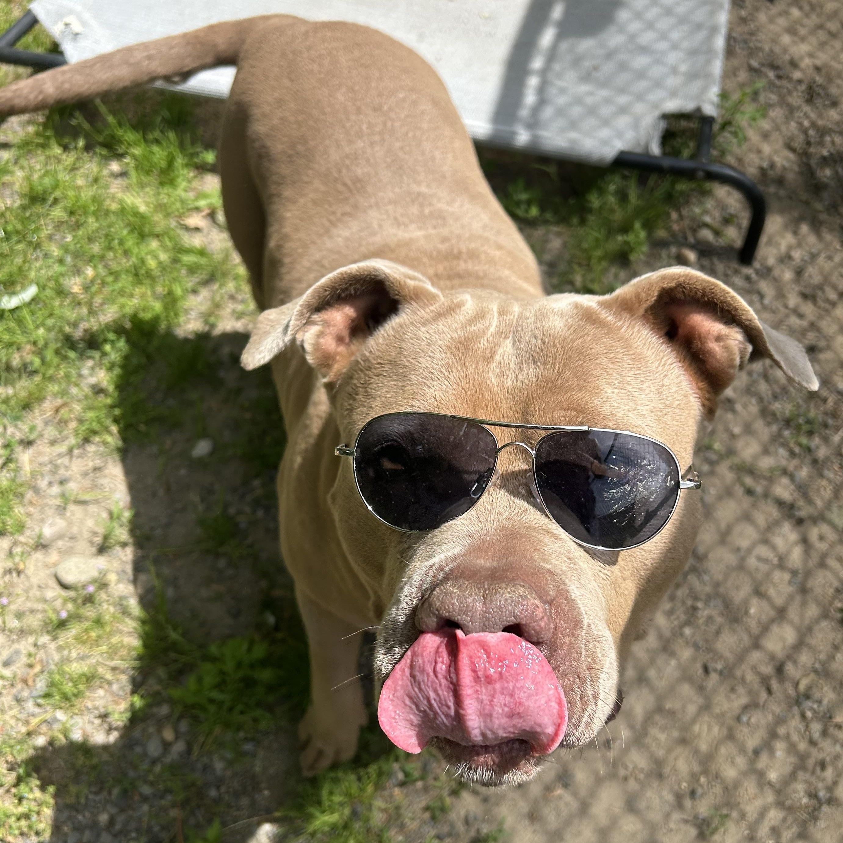 Cinnamon Roll, Adoptable, Young Female American Bully.