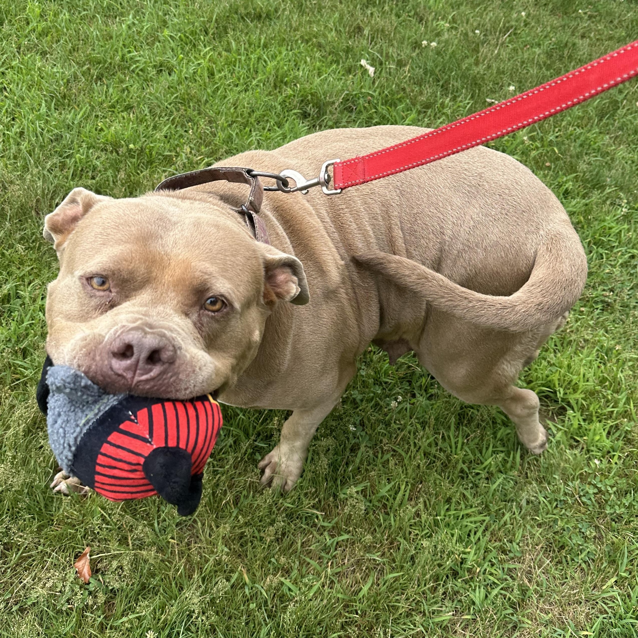 Enlarge Cinnamon Roll, a Adoptable mixed breed in Exeter, RI image 2/6