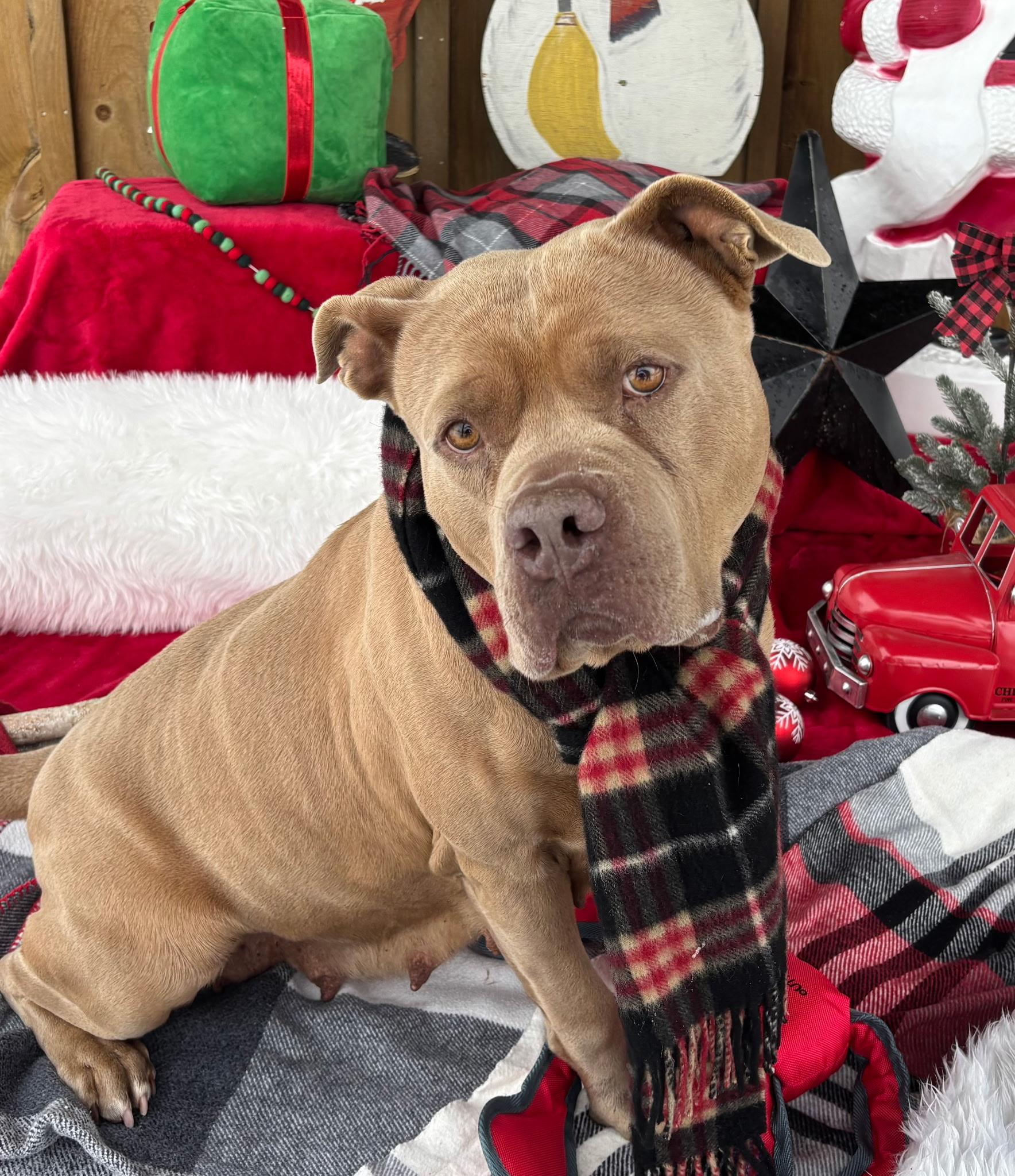 Enlarge Cinnamon Roll, a Adoptable mixed breed in Exeter, RI image 3/6