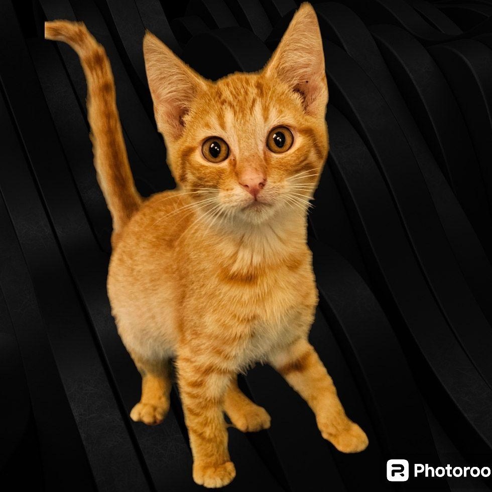 Cat for adoption Stanley, a Domestic Short Hair & Tabby Mix in New