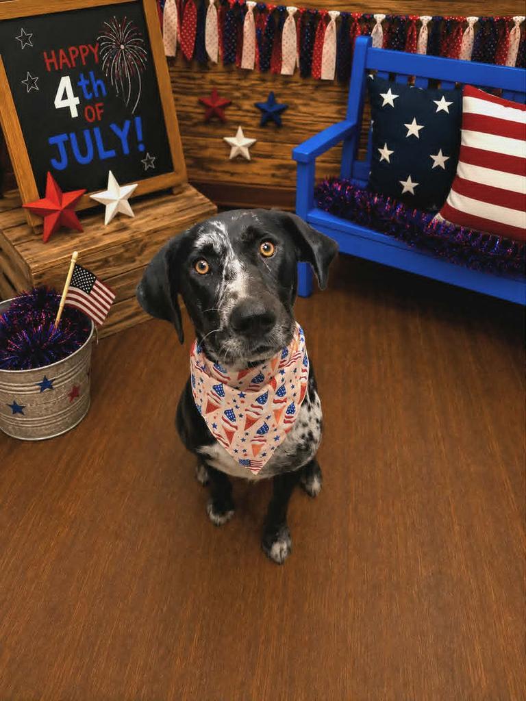Piper, a Adoptable mixed breed in Livingston, LA image 1/3
