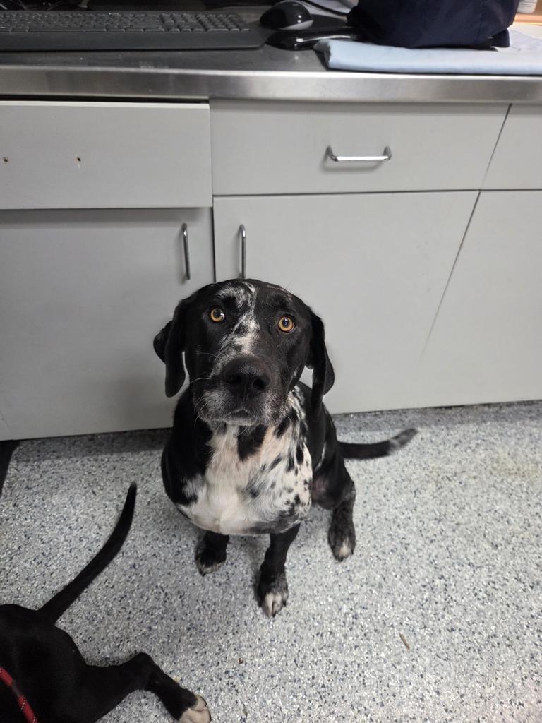 Piper, a Adoptable mixed breed in Livingston, LA image 2/3