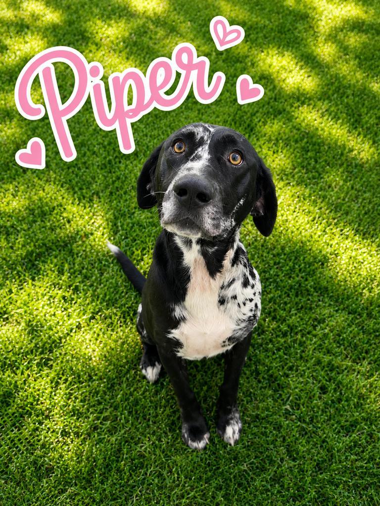 Piper, a Adoptable mixed breed in Livingston, LA image 3/3