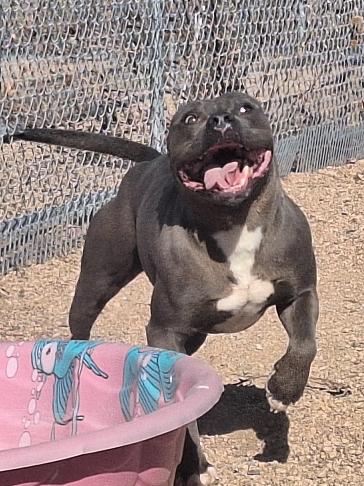 Luke, a Adoptable mixed breed in Chappell, NE image 1/2