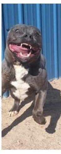 Luke, a Adoptable mixed breed in Chappell, NE image 2/2