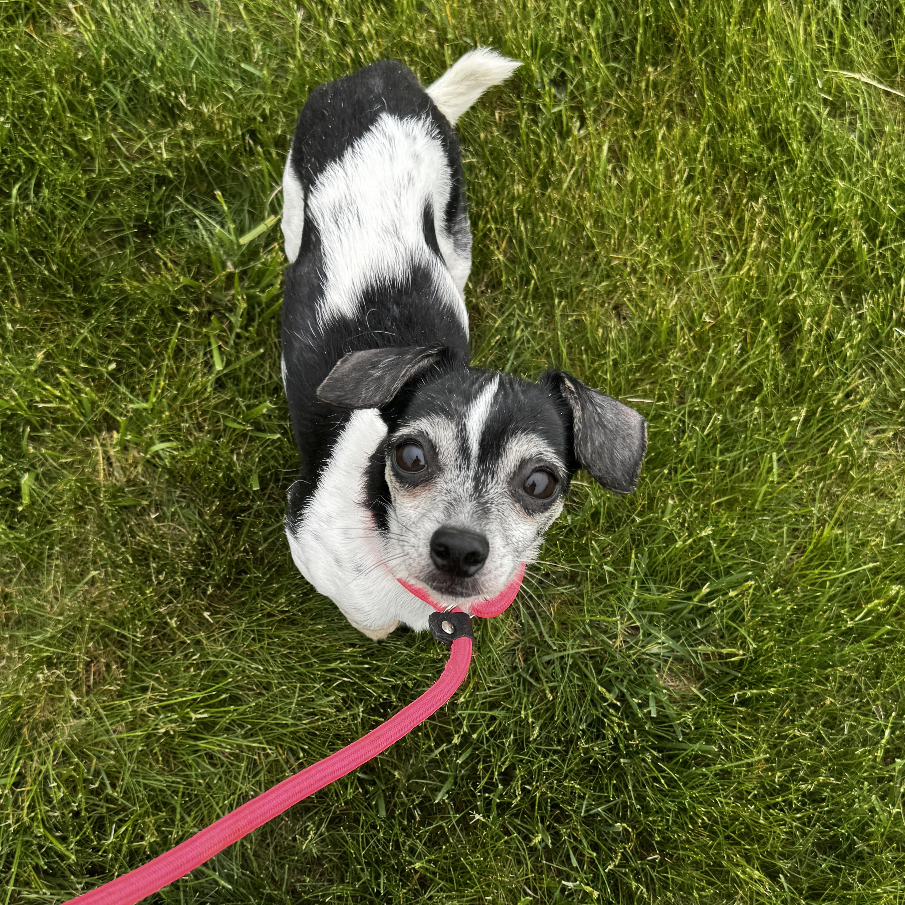 Tucker, a Adoptable mixed breed in Portland, ME image 4/6