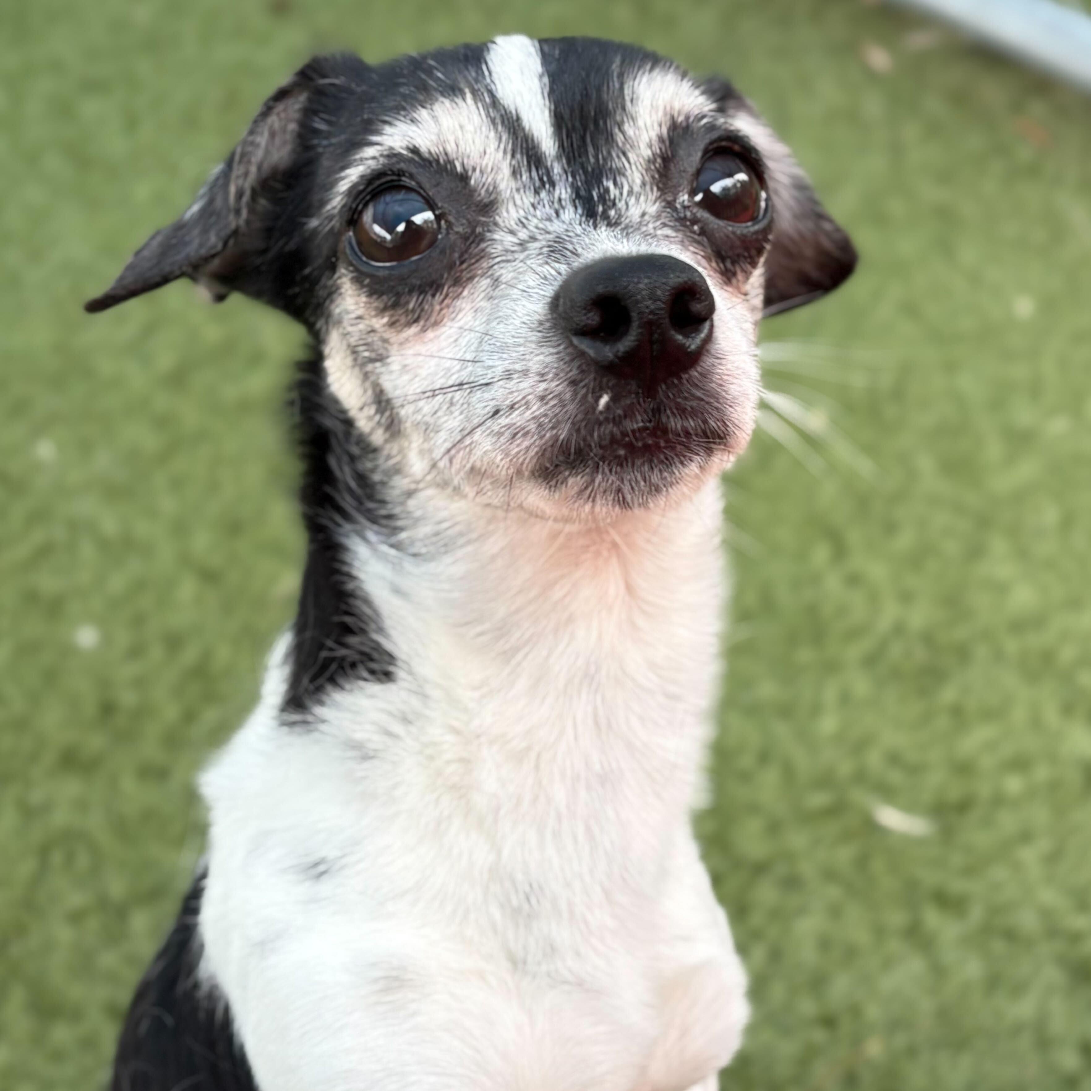 Tucker, a Adoptable mixed breed in Portland, ME image 3/6