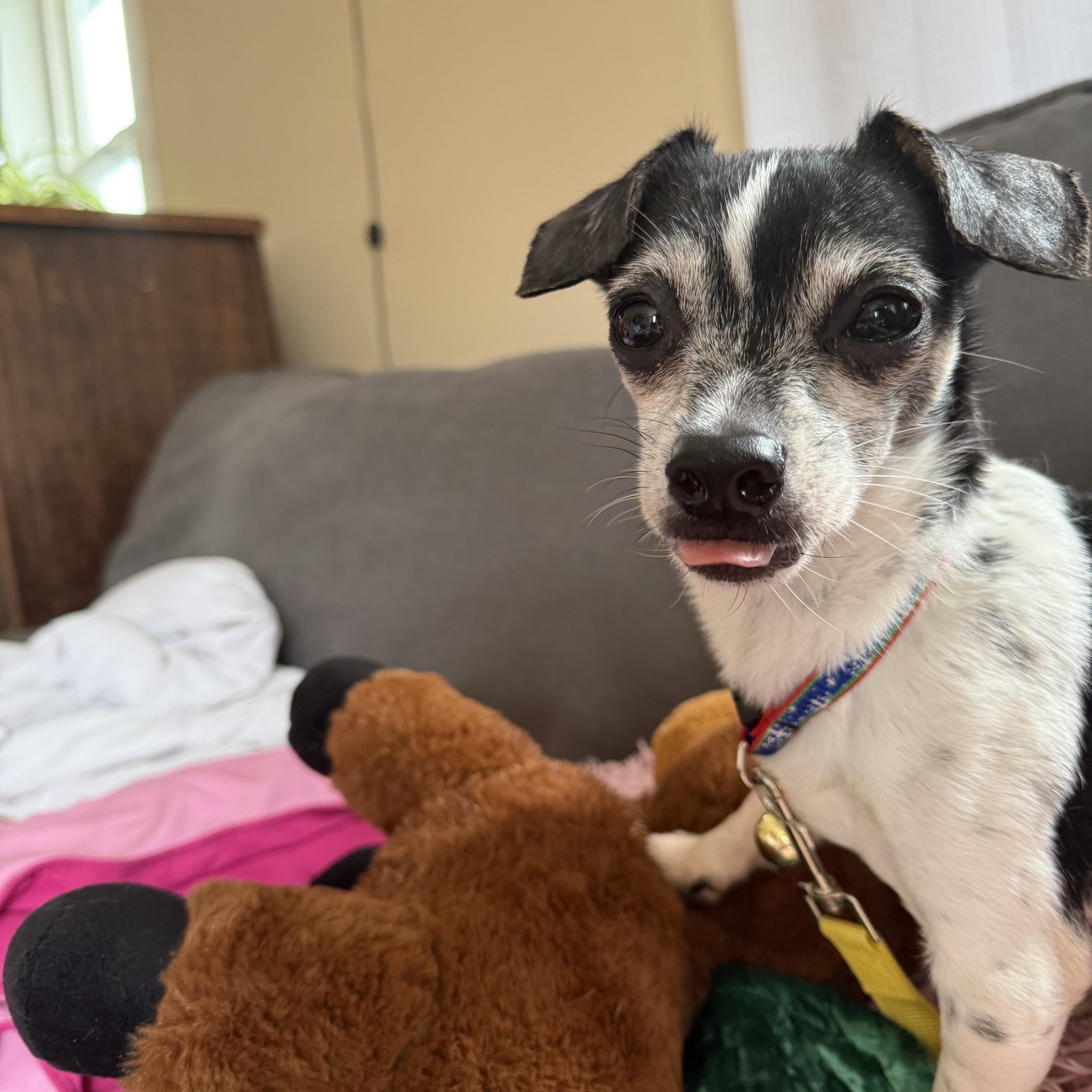 Tucker, a Adoptable mixed breed in Portland, ME image 6/6