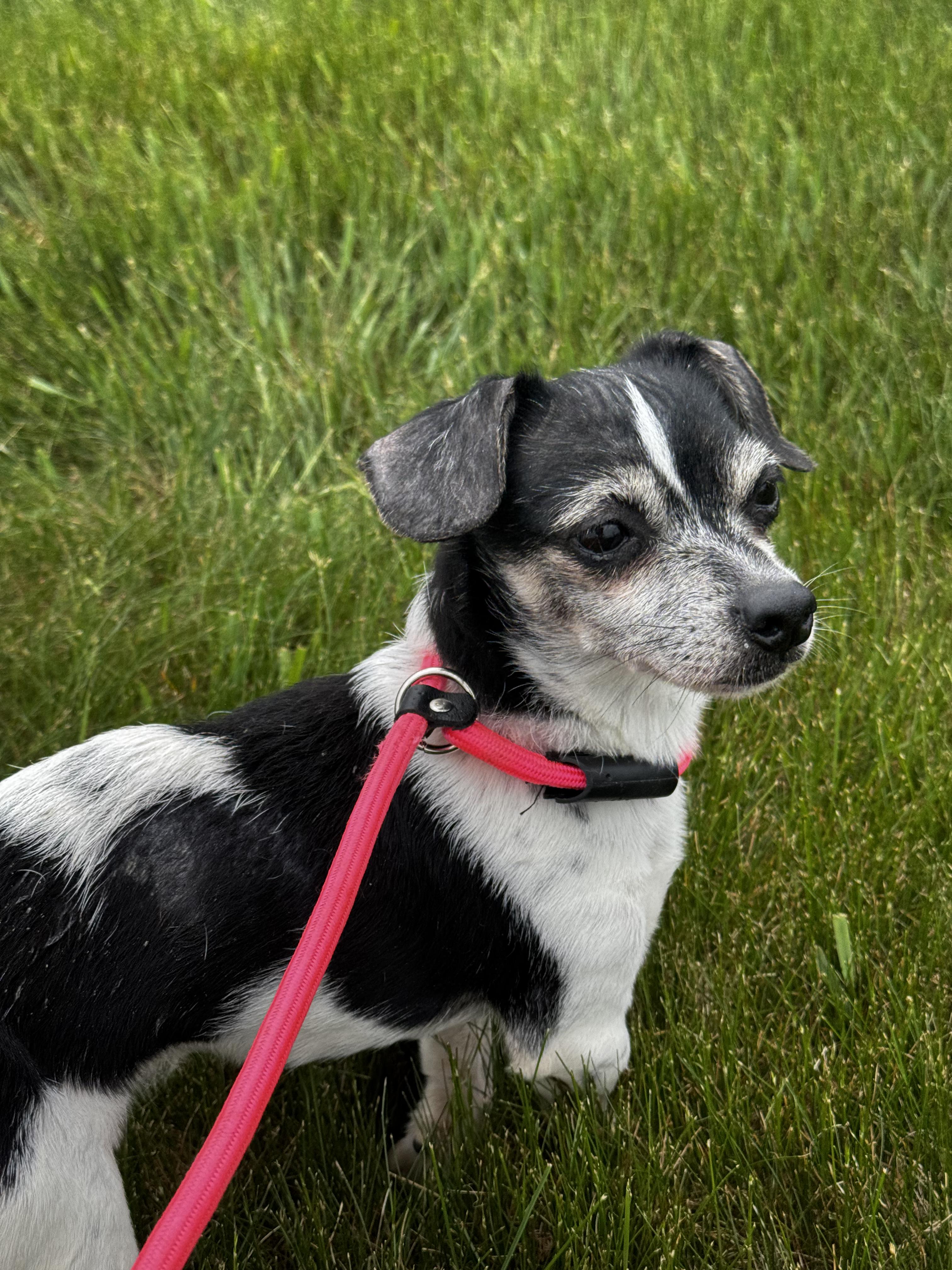 Tucker, a Adoptable mixed breed in Portland, ME image 2/6