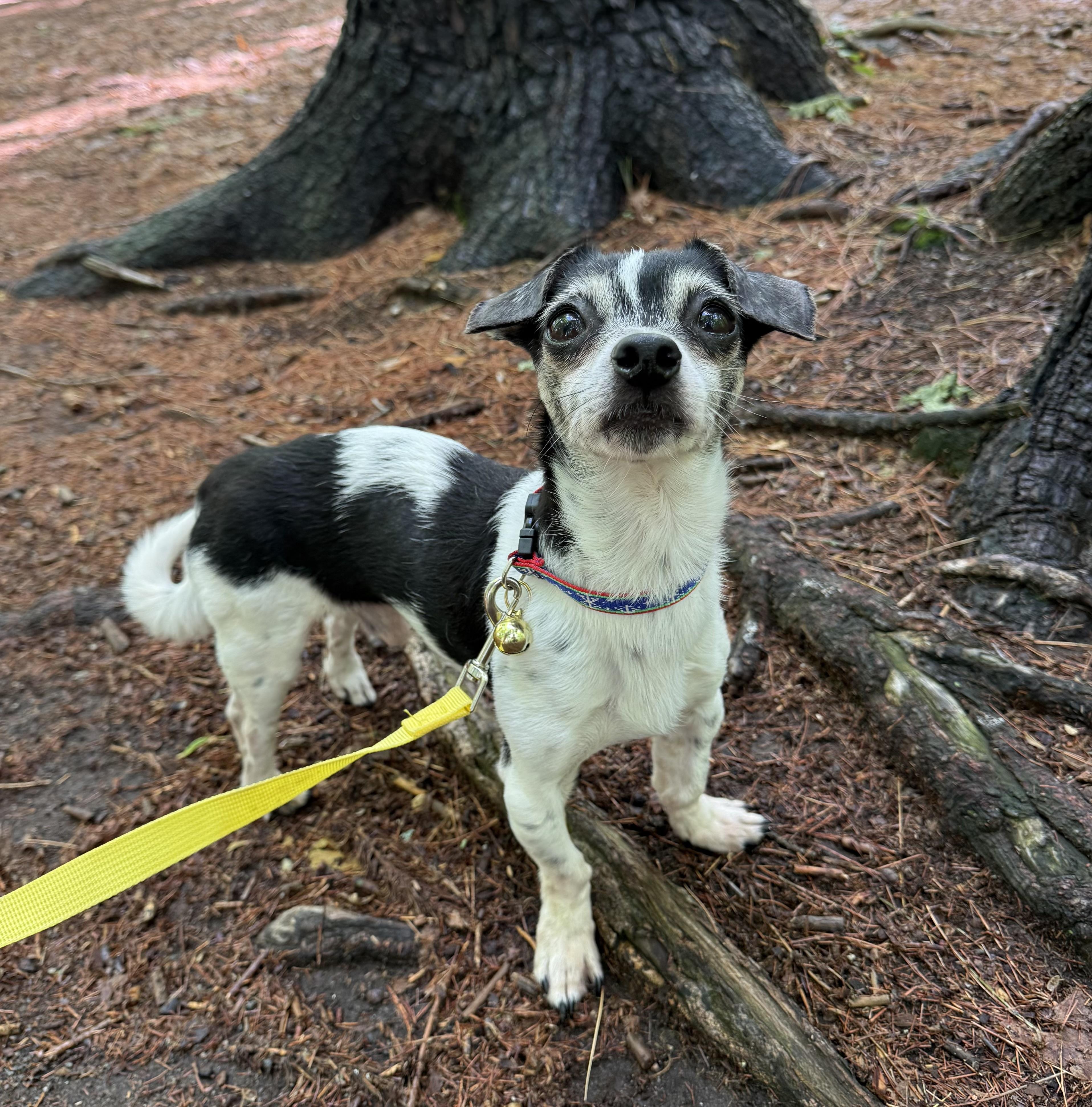 Tucker, Adoptable, Adult Male Chihuahua.