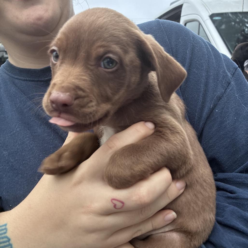 Minnie, Adoptable, Puppy Female Labrador Retriever.