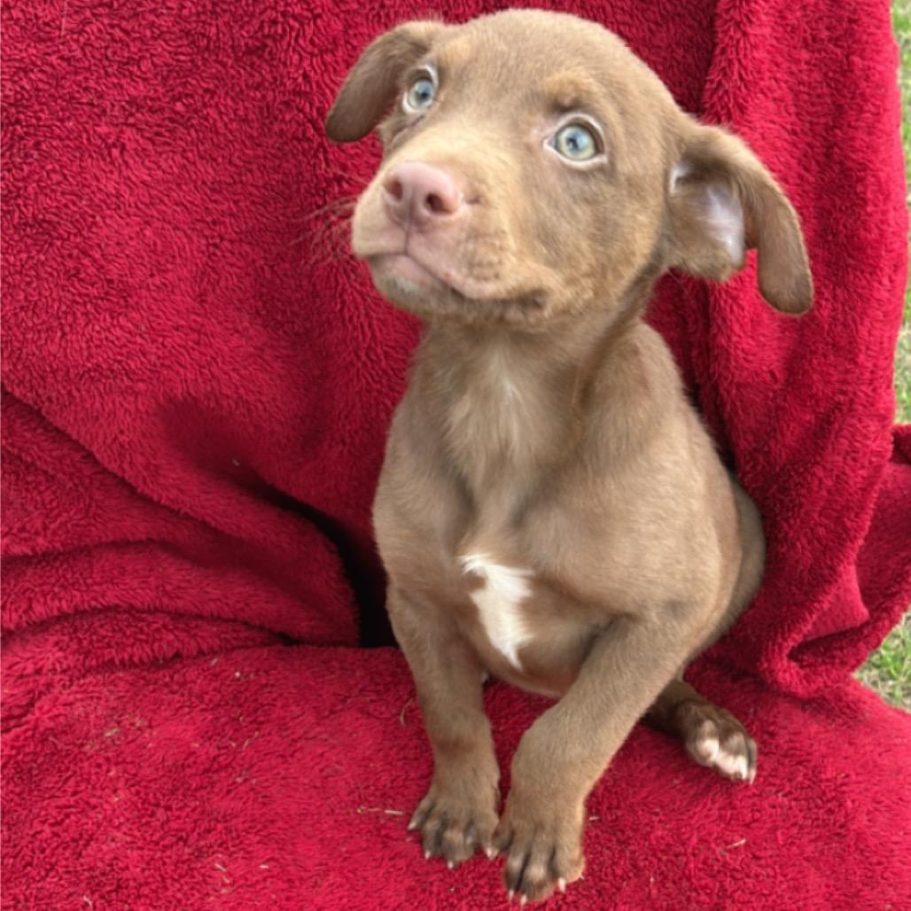 Minnie, a Adoptable mixed breed in Hattiesburg, MS image 2/2