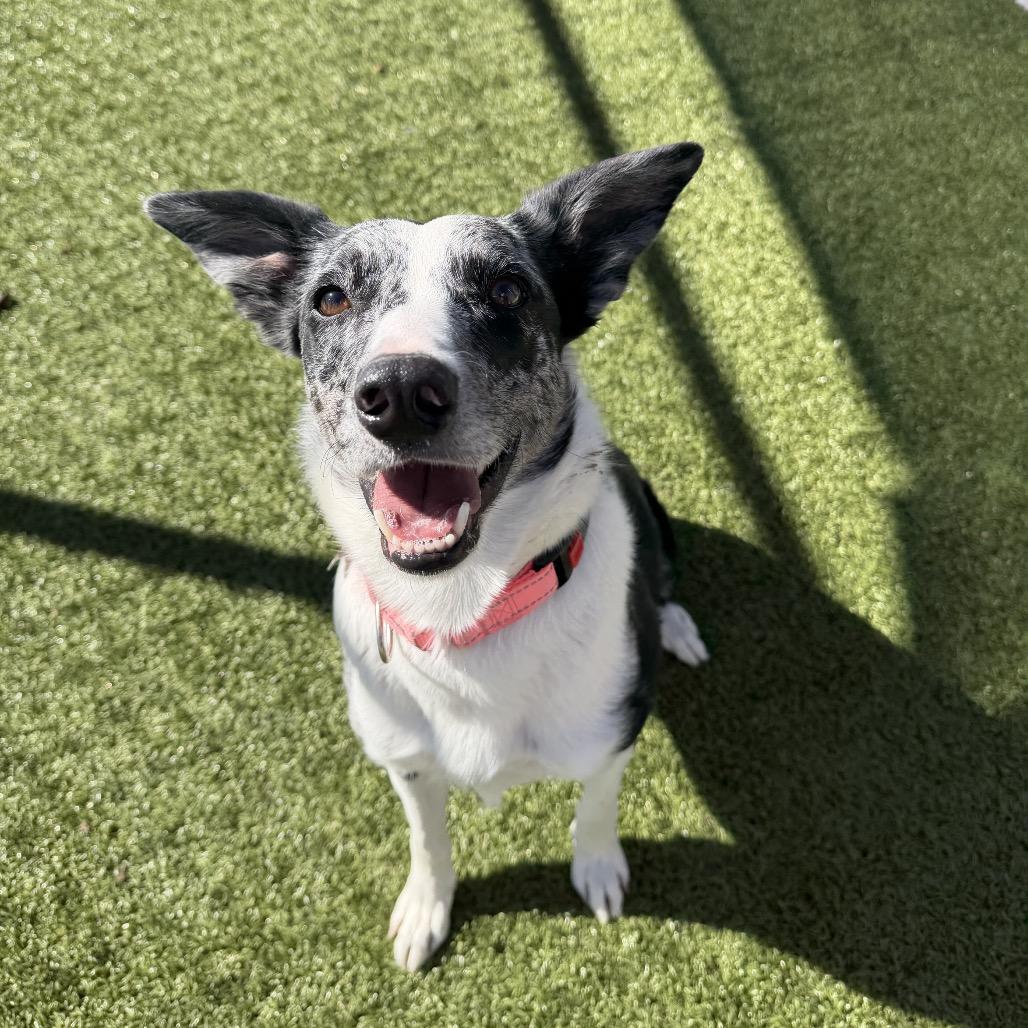 Darcy, Adoptable, Adult Female Border Collie.
