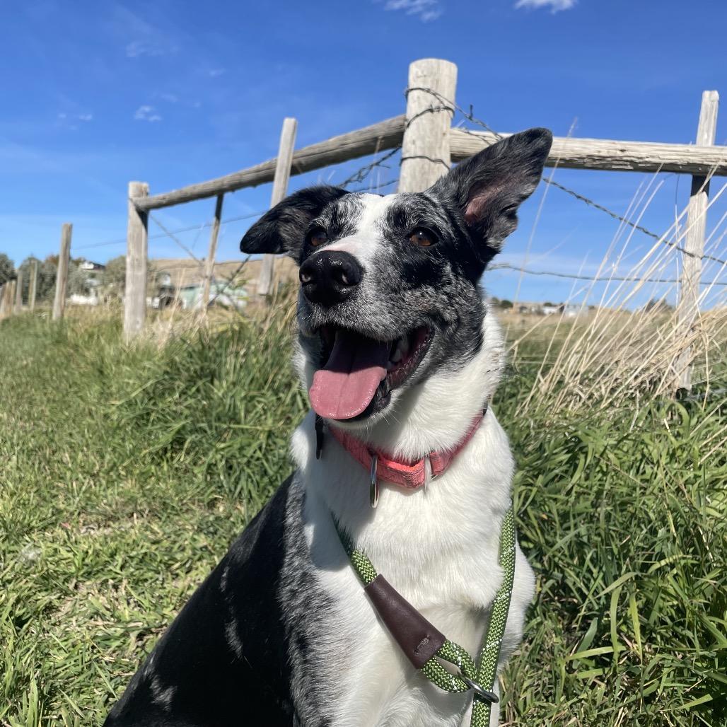 Enlarge Darcy, a Adoptable Border Collie in Cody, WY image 2/4