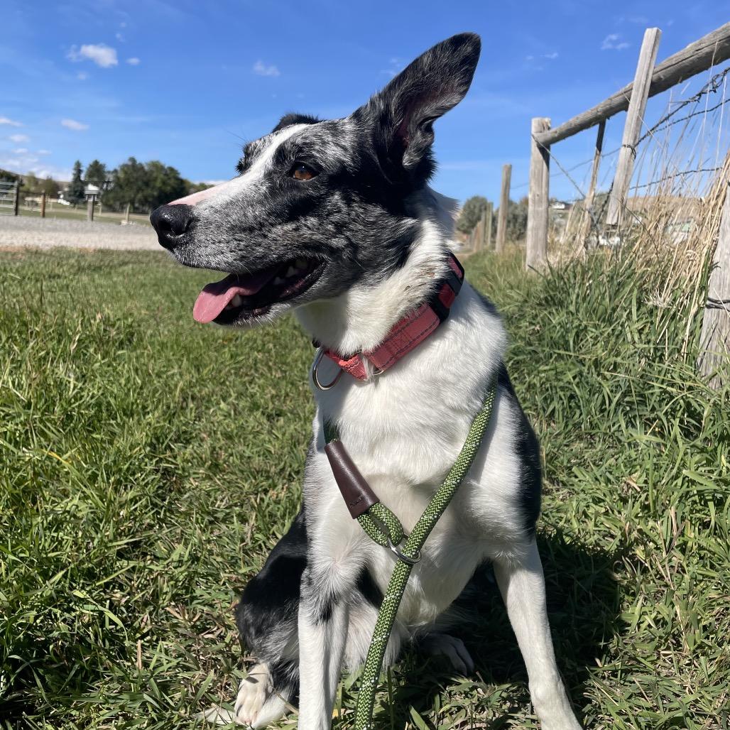 Enlarge Darcy, a Adoptable Border Collie in Cody, WY image 3/4