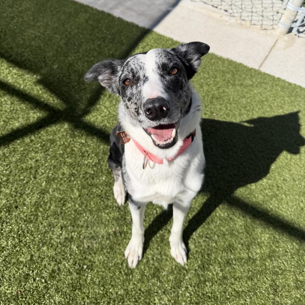 Enlarge Darcy, a Adoptable Border Collie in Cody, WY image 4/4