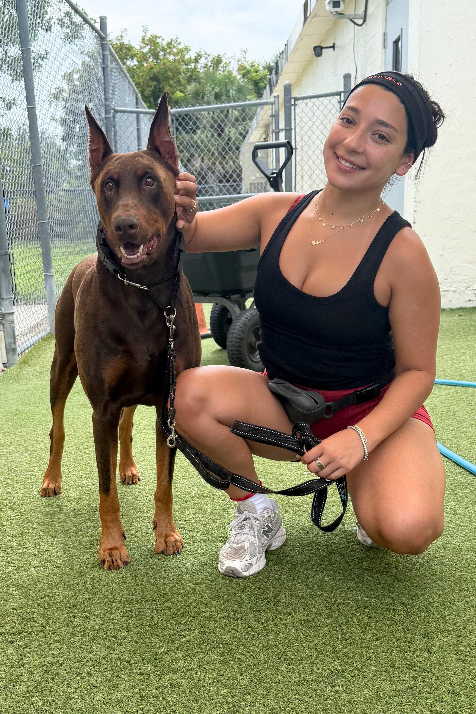 Draco 3577, a Adoptable Doberman Pinscher in Oakland Park, FL image 1/3