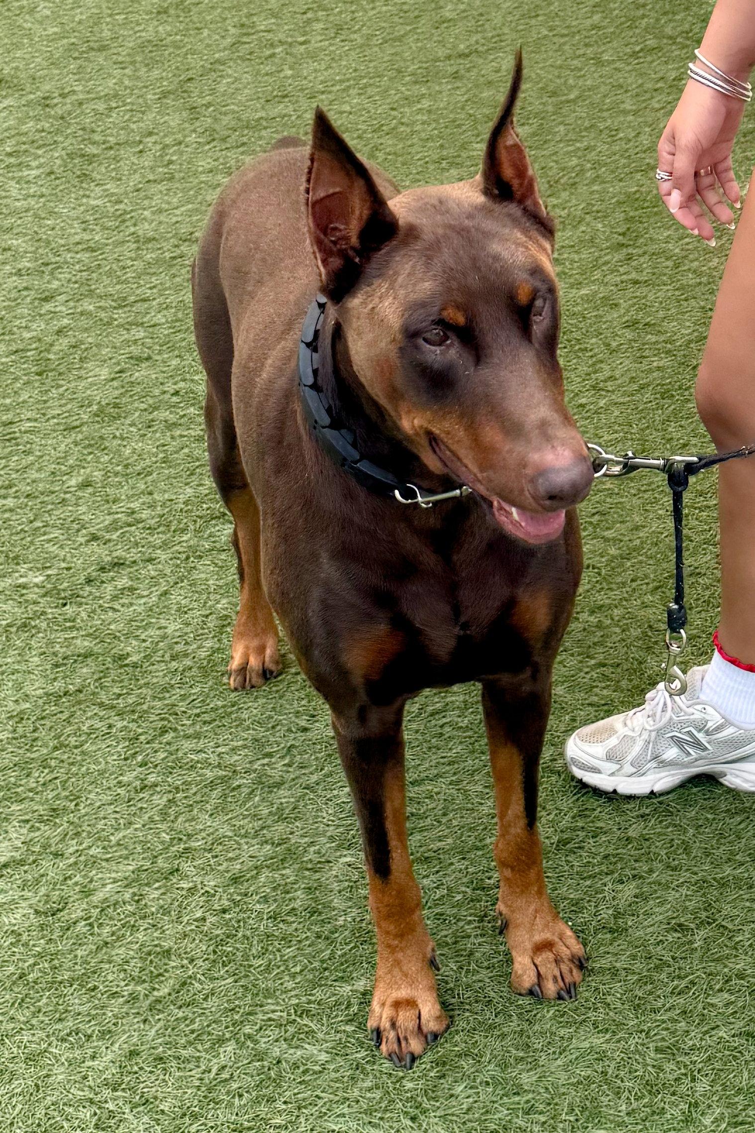 Draco 3577, a Adoptable Doberman Pinscher in Oakland Park, FL image 2/3