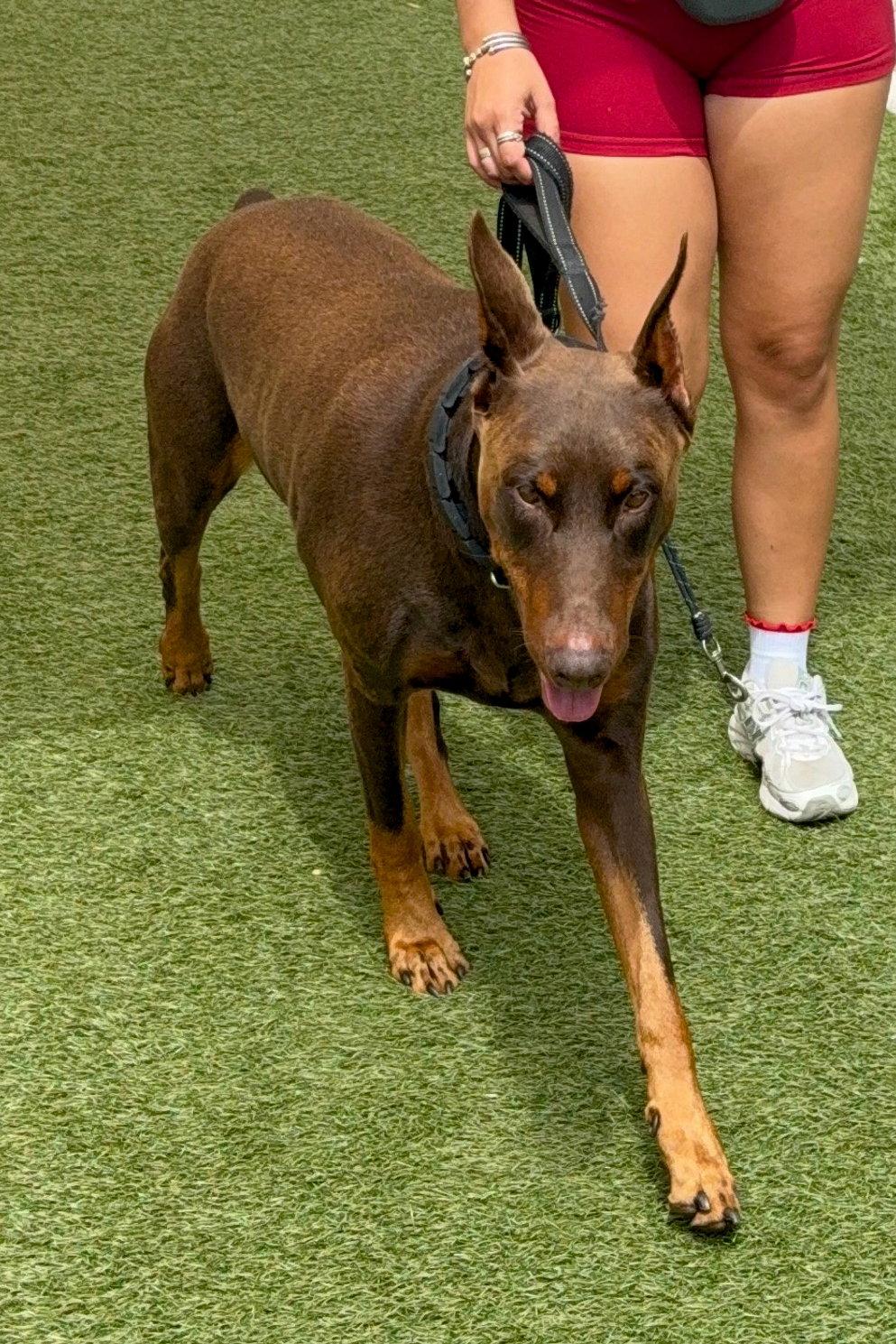 Draco 3577, a Adoptable Doberman Pinscher in Oakland Park, FL image 3/3