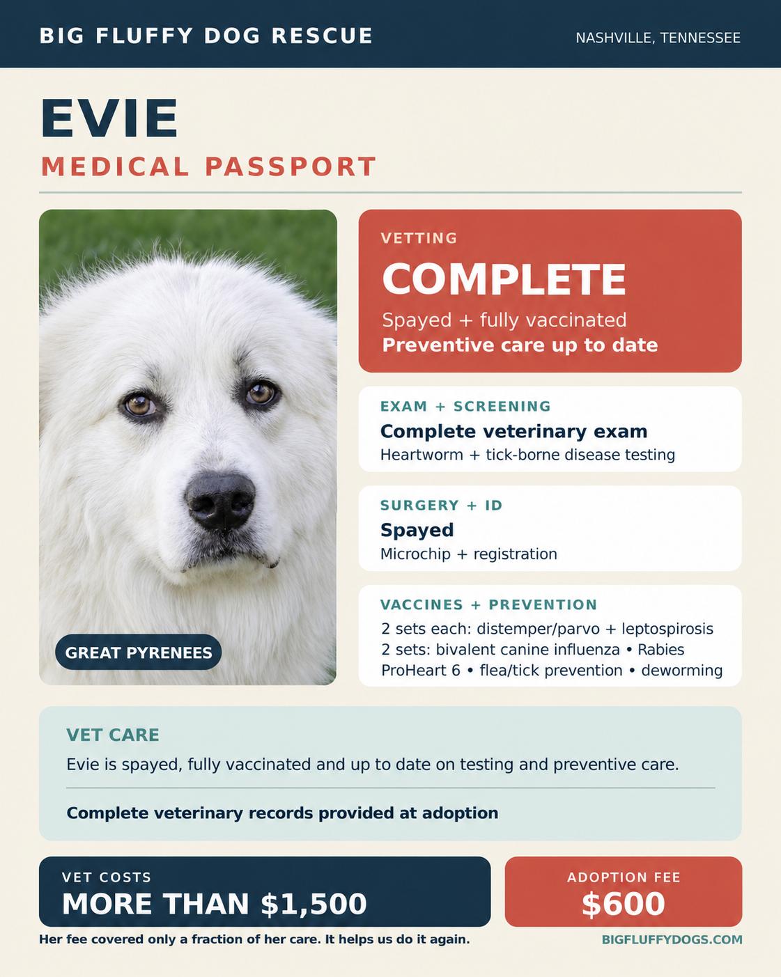 Enlarge Evie, a Adoptable Great Pyrenees in Columbus, OH image 4/4