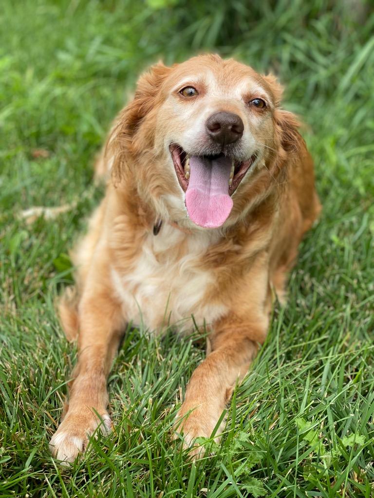 Kiki, Adoptable, Senior Female Golden Retriever & Mixed Breed.