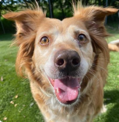 Enlarge Kiki, a Adoptable mixed breed in Decorah, IA image 2/3