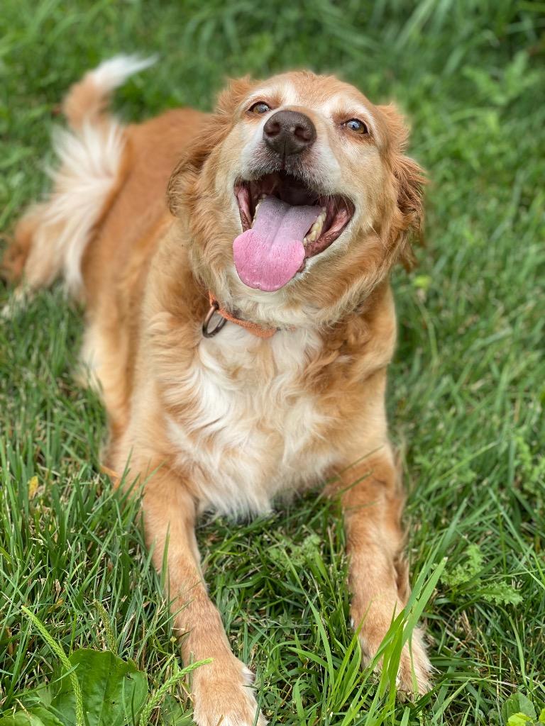 Enlarge Kiki, a Adoptable mixed breed in Decorah, IA image 3/3