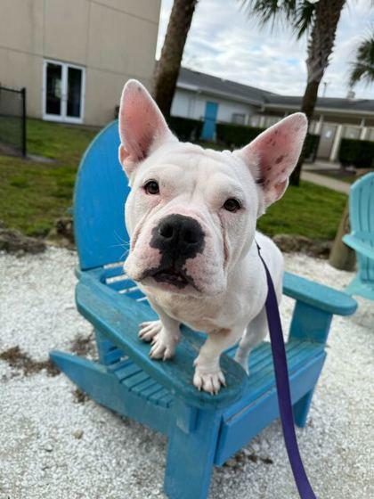 Peaches - 2, Adoptable, Adult Female Mixed Breed & Mixed Breed.