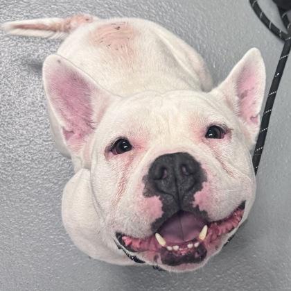 Peaches - 2, Adoptable, Adult Female Mixed Breed & Mixed Breed.