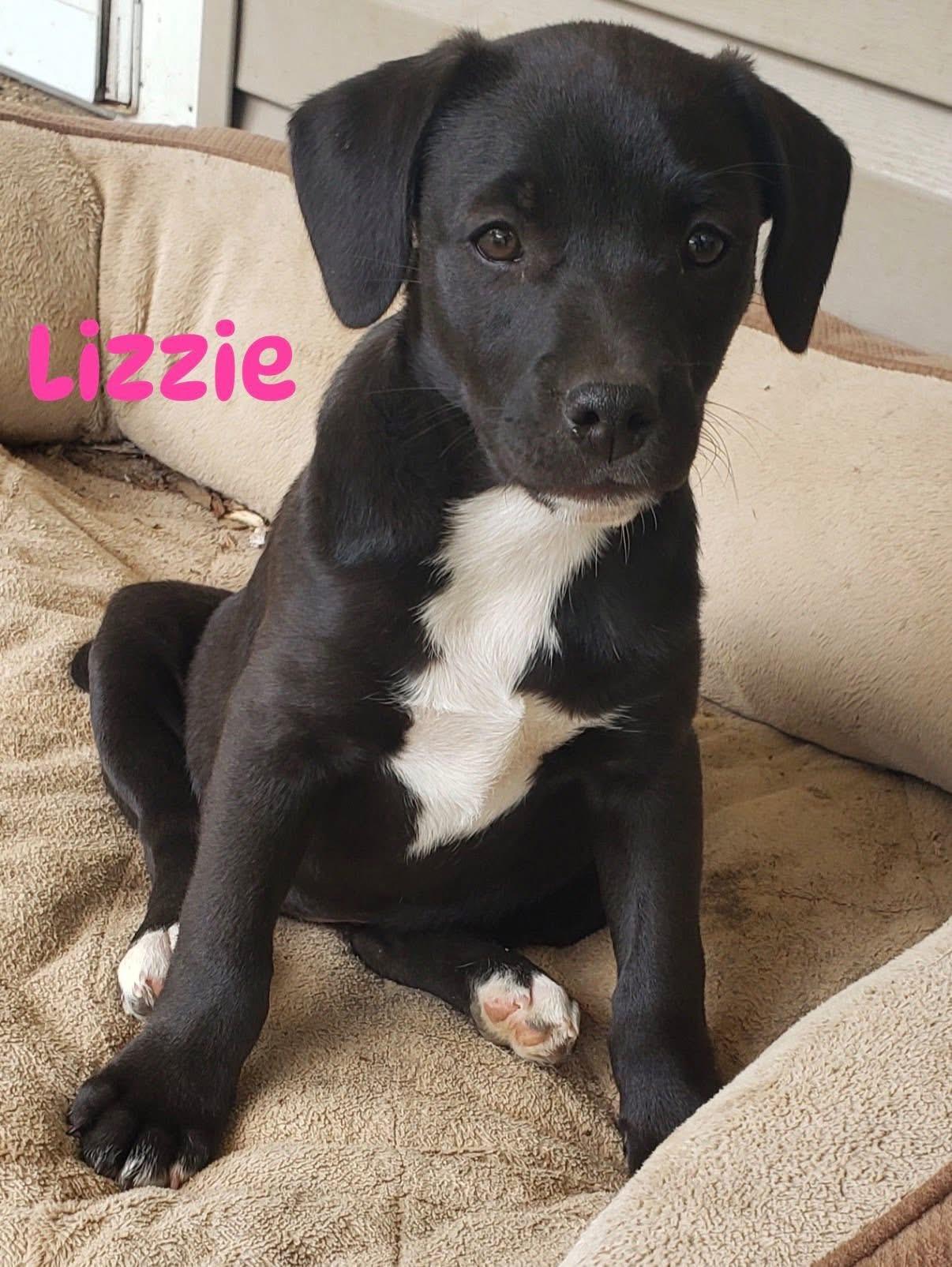 Enlarge Lizzie, a ADOPTABLE mixed breed in Pembroke, MA image 1/1