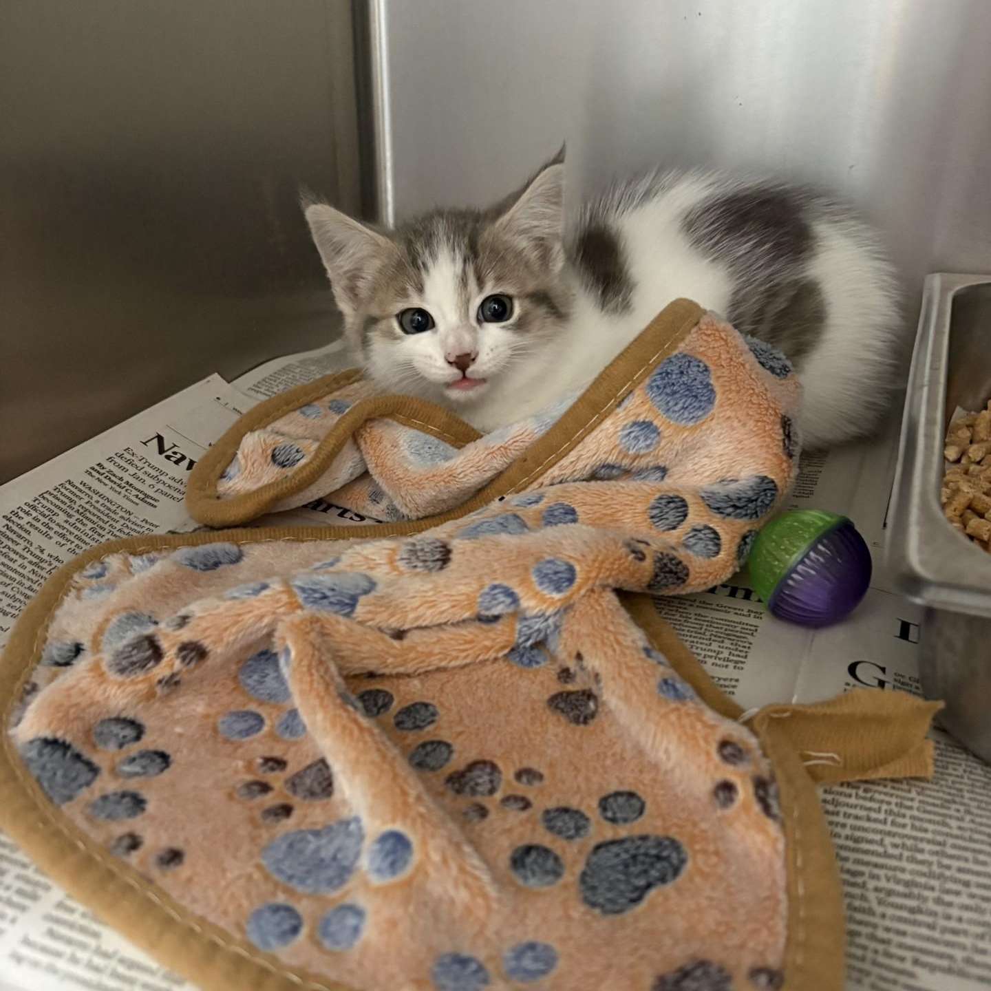 Enlarge Cheerios, a ADOPTABLE Domestic Short Hair in Elberon, VA image 1/1