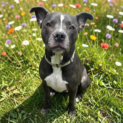 Enlarge Pikachu, a Adoptable mixed breed in Ithaca, NY image 3/6