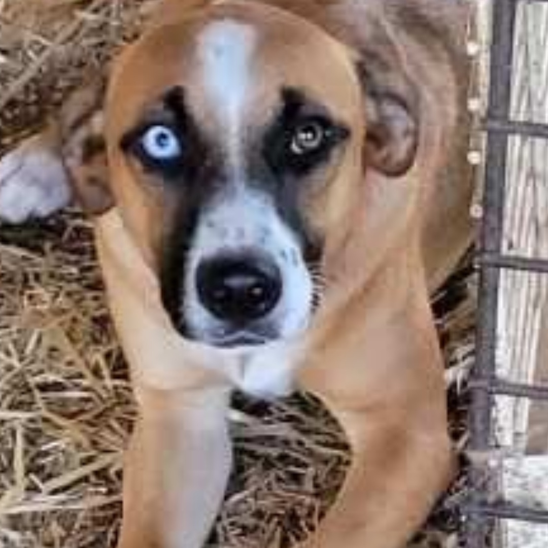 BEN, a Adoptable mixed breed in Sioux Falls , SD image 5/5