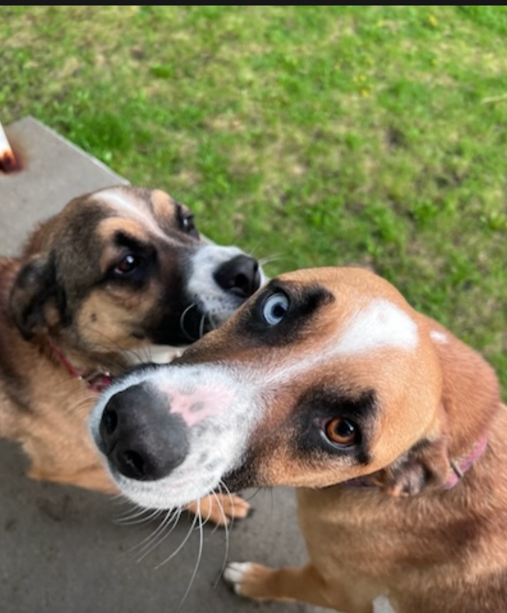 BEN, Adoptable, Young Male German Shepherd Dog & Husky.