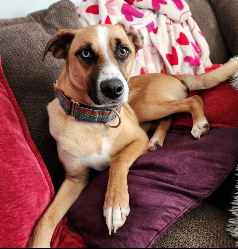 BEN, a Adoptable mixed breed in Sioux Falls , SD image 2/5