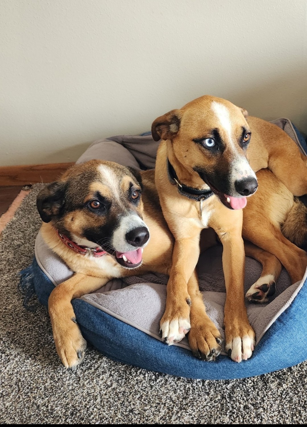 BEN, a Adoptable mixed breed in Sioux Falls , SD image 3/5