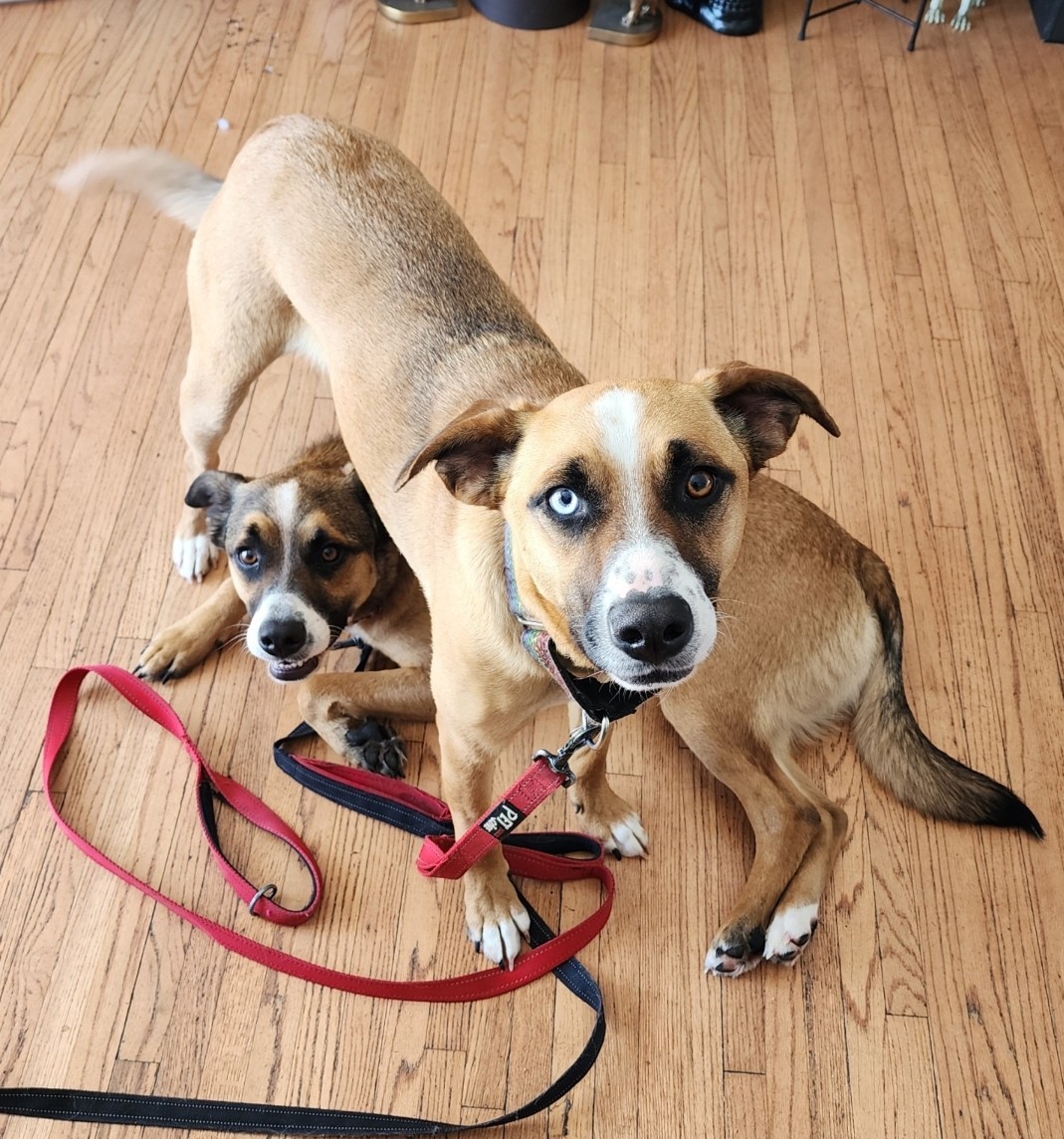 BEN, a Adoptable mixed breed in Sioux Falls , SD image 4/5