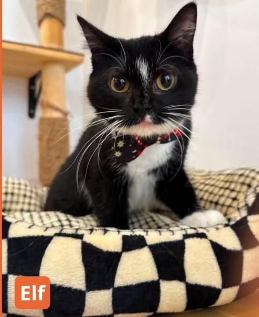 Elf, adopted, Kitten Female Domestic Short Hair.
