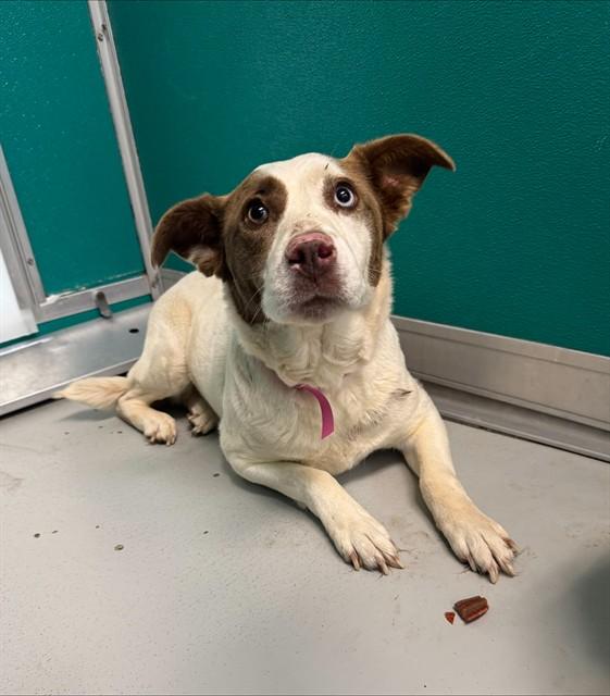 LAINEY, Adoptable, Adult Female Hound & Siberian Husky.