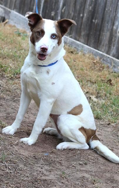LAINEY, Adoptable, Adult Female Hound & Siberian Husky.