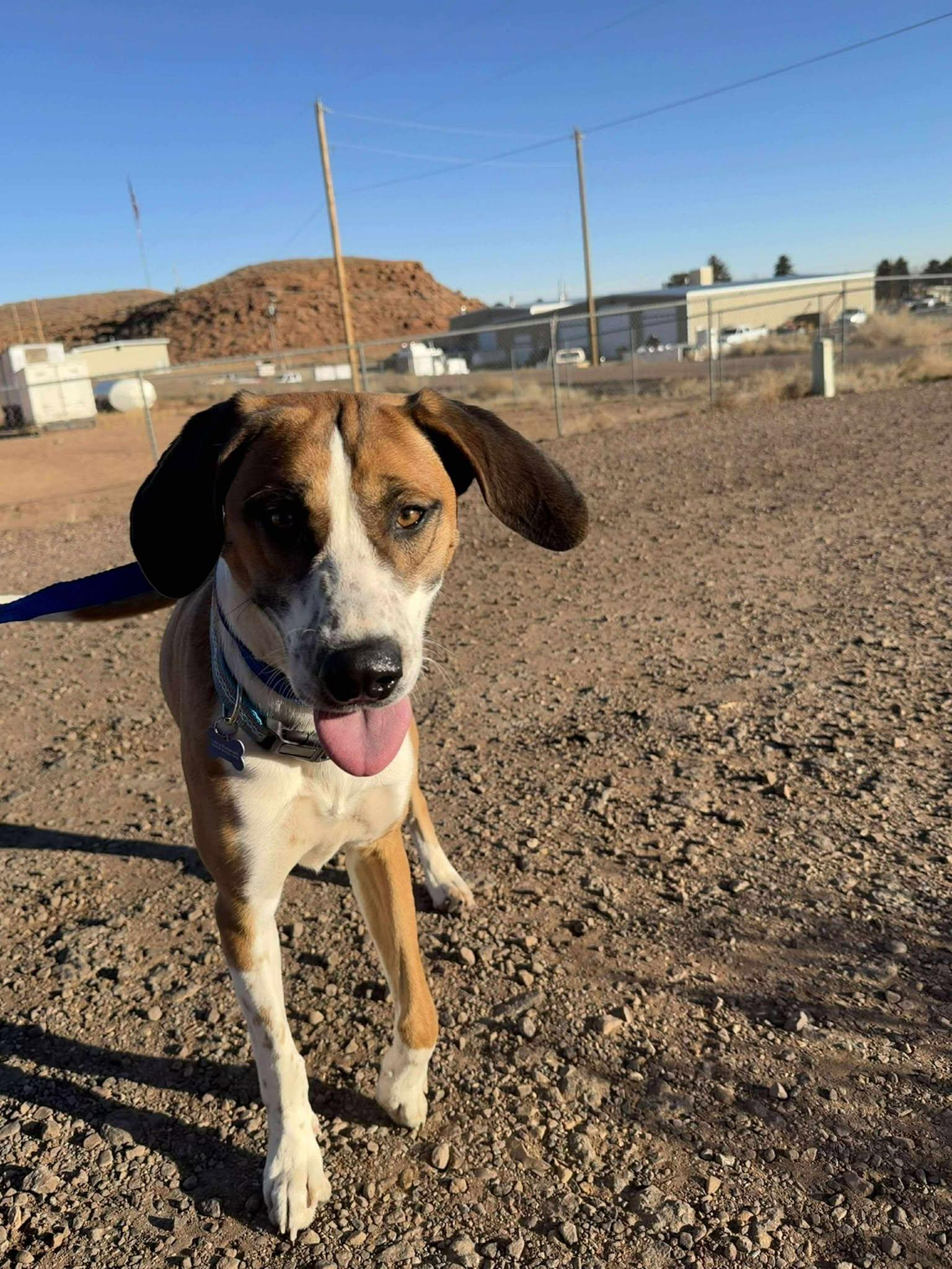 Rascal, ADOPTABLE, Adult Male Hound.