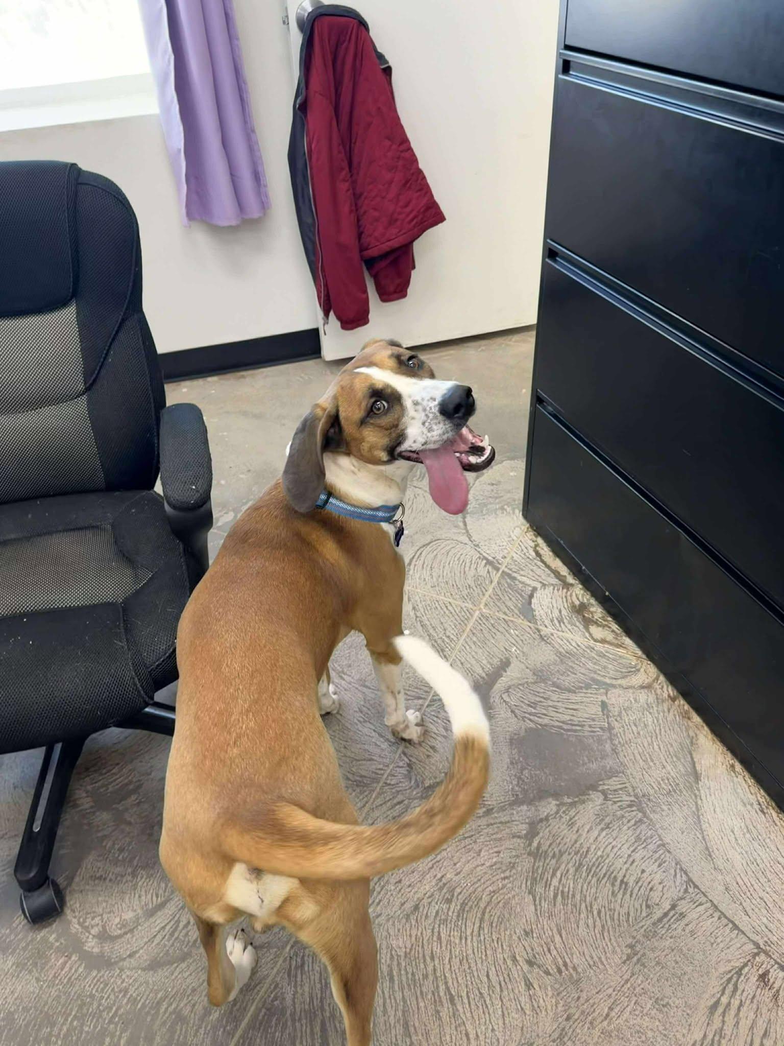 Enlarge Rascal, a ADOPTABLE mixed breed in Roosevelt, UT image 3/4