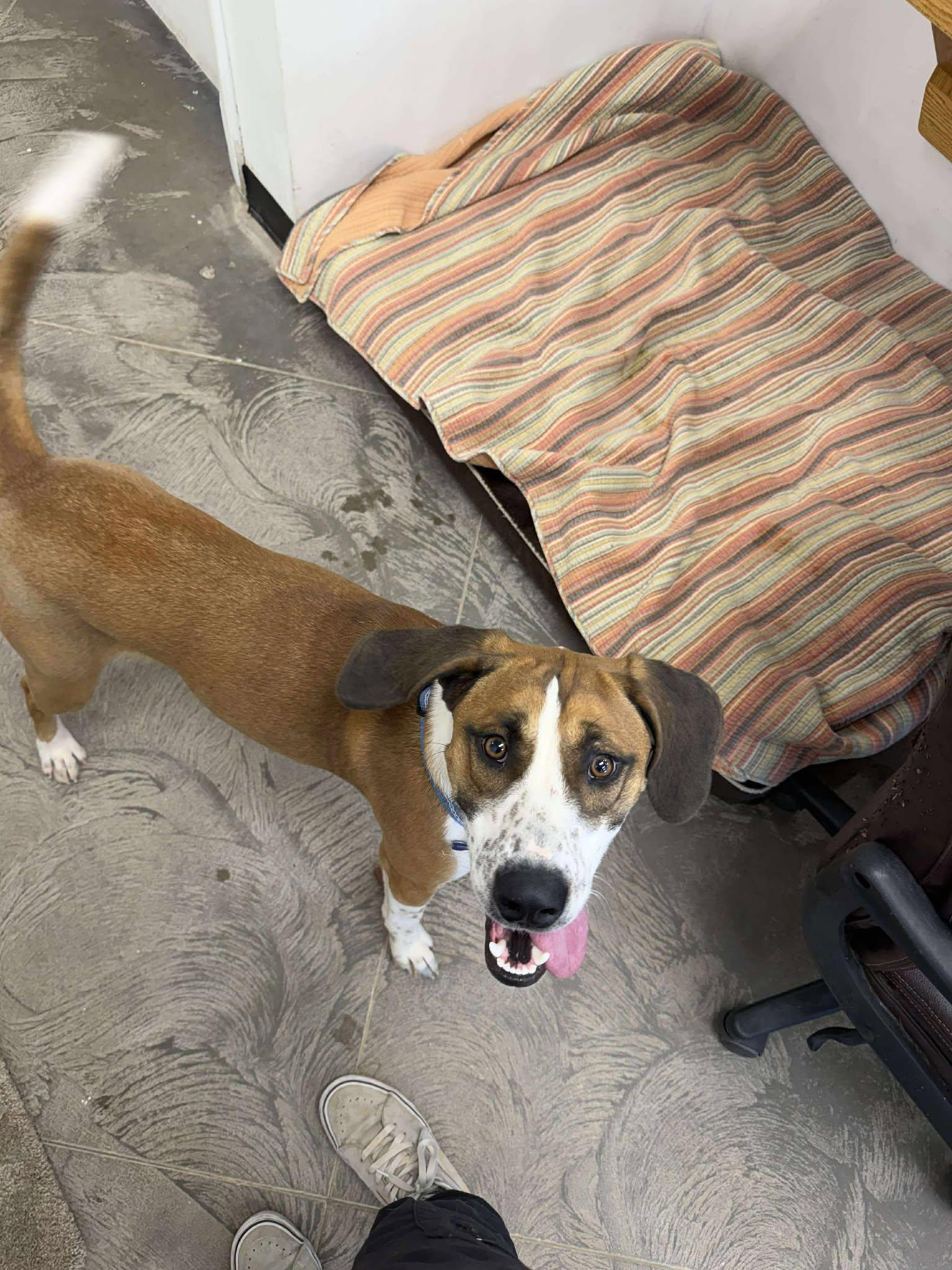 Enlarge Rascal, a ADOPTABLE mixed breed in Roosevelt, UT image 4/4