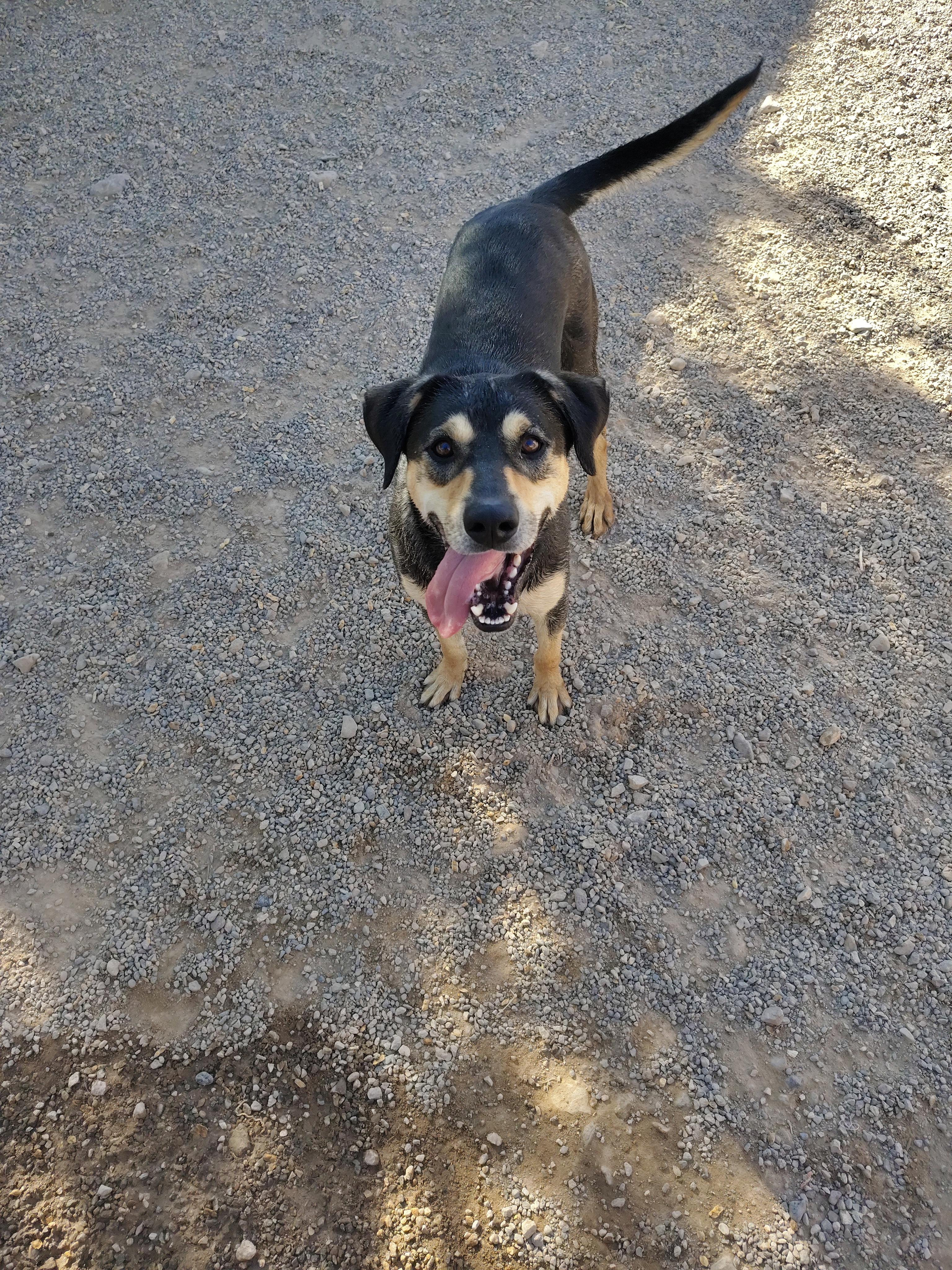 Munch, Adoptable, Young Male Catahoula Leopard Dog.
