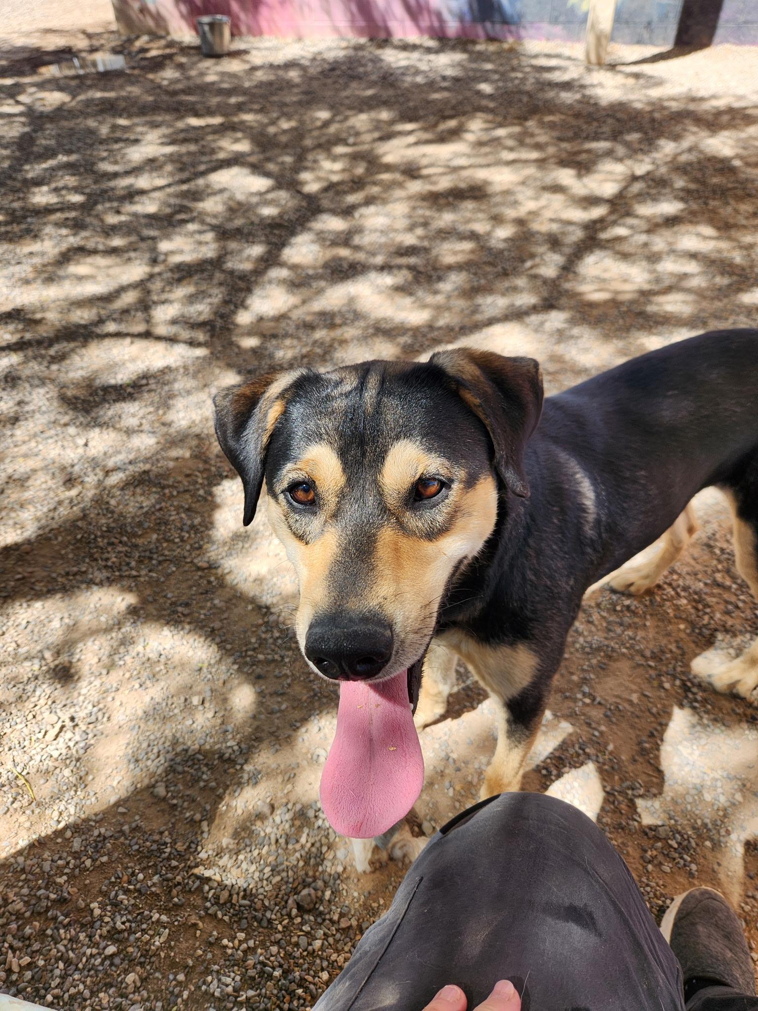 Munch, an adoptable Catahoula Leopard Dog in Parker, AZ, 85344 | Photo Image 1