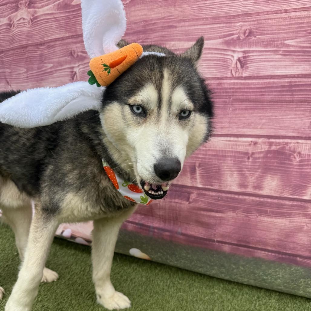 Enlarge Hoot, a Adoptable mixed breed in Concord, NC image 1/4