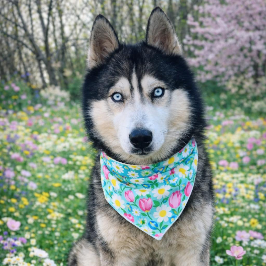 Enlarge Hoot, a Adoptable mixed breed in Concord, NC image 2/4