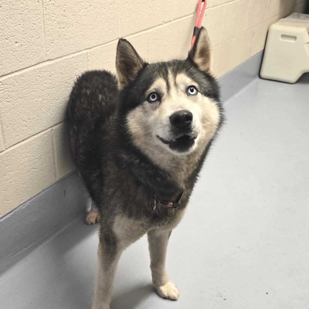 Enlarge Hoot, a Adoptable mixed breed in Concord, NC image 3/4