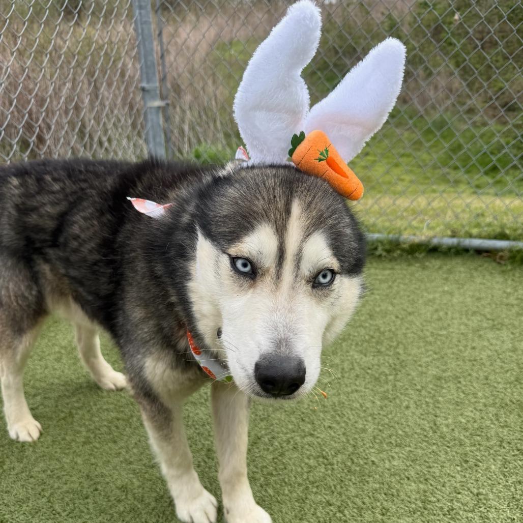Enlarge Hoot, a Adoptable mixed breed in Concord, NC image 4/4